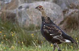 Black Grouse