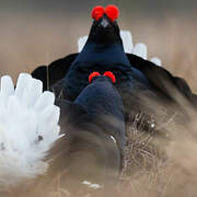 Black Grouse