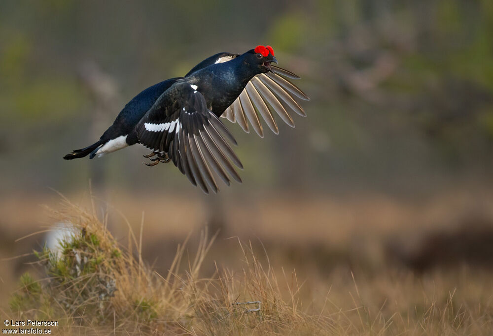 Black Grouse