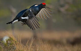 Black Grouse