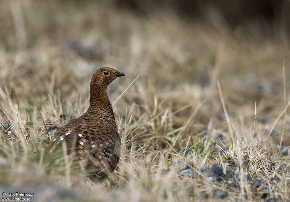 Black Grouse