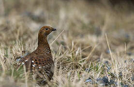 Black Grouse