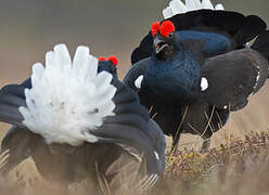 Black Grouse