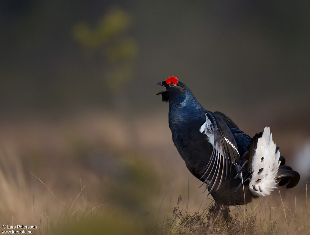 Black Grouse