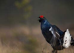 Black Grouse