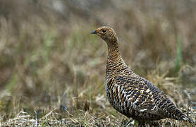 Black Grouse