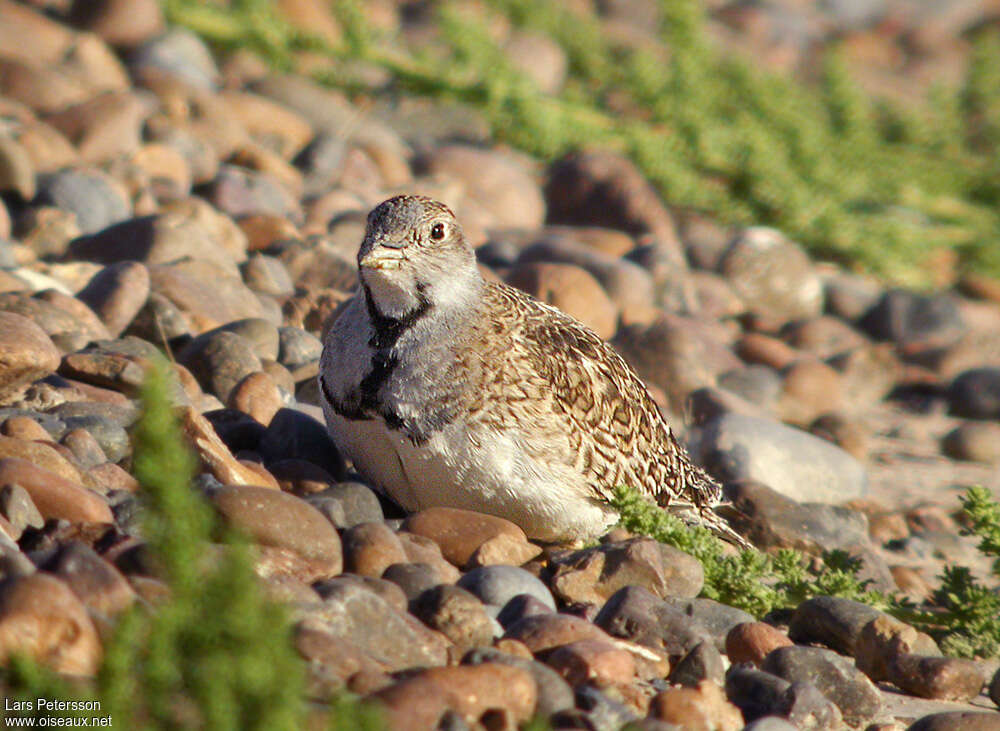 Least Seedsnipe male adult, close-up portrait