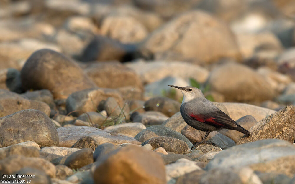 Wallcreeper