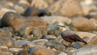 Wallcreeper