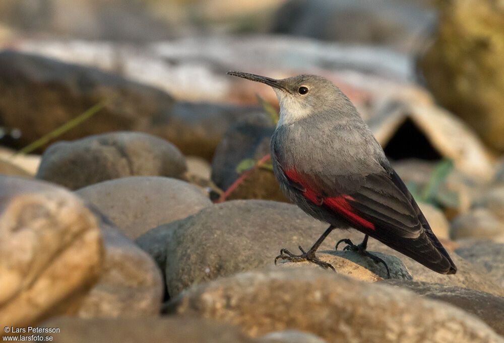 Wallcreeper