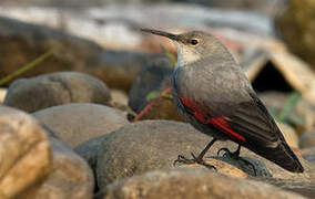 Wallcreeper