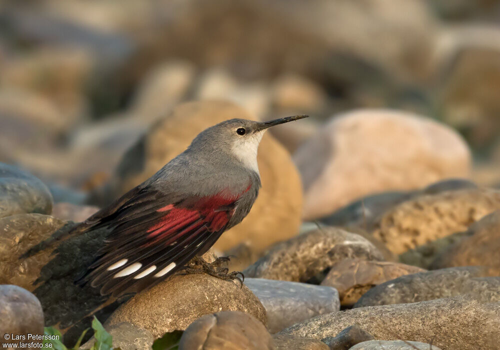 Wallcreeper