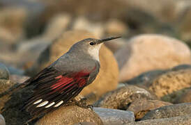 Wallcreeper