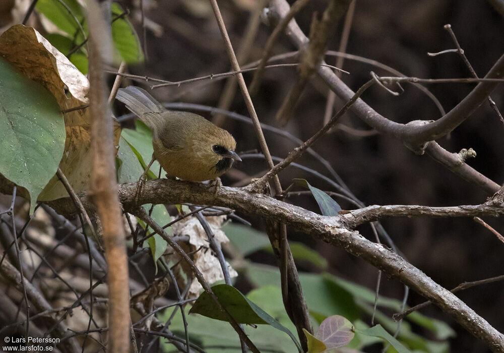 Black-chinned Babbler