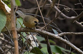 Black-chinned Babbler