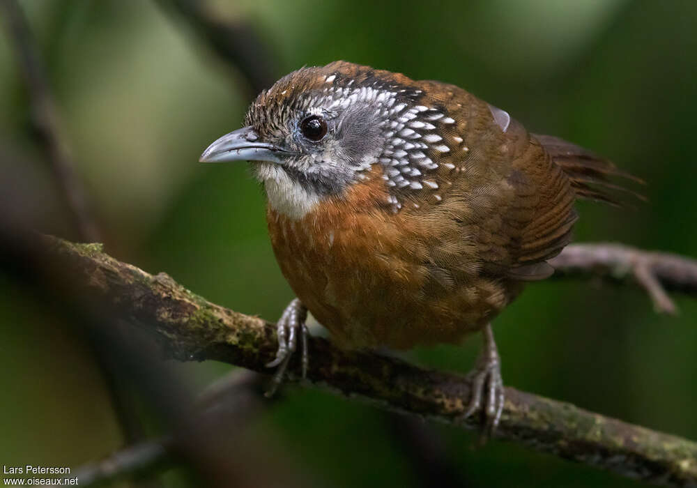 Spot-necked Babbleradult, identification