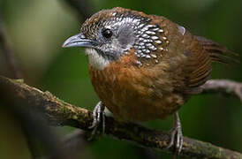 Spot-necked Babbler