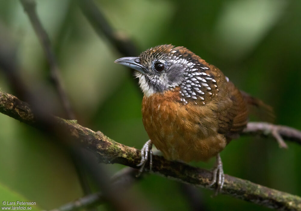 Spot-necked Babbler