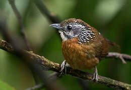 Spot-necked Babbler