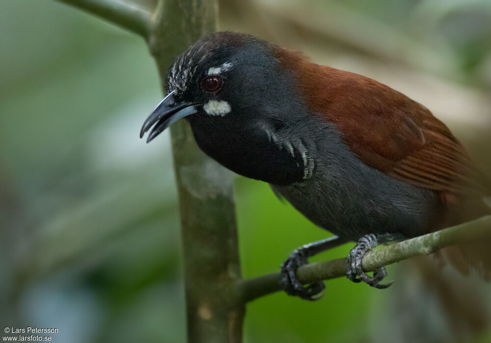 Black-throated Babbler