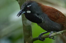 Black-throated Babbler