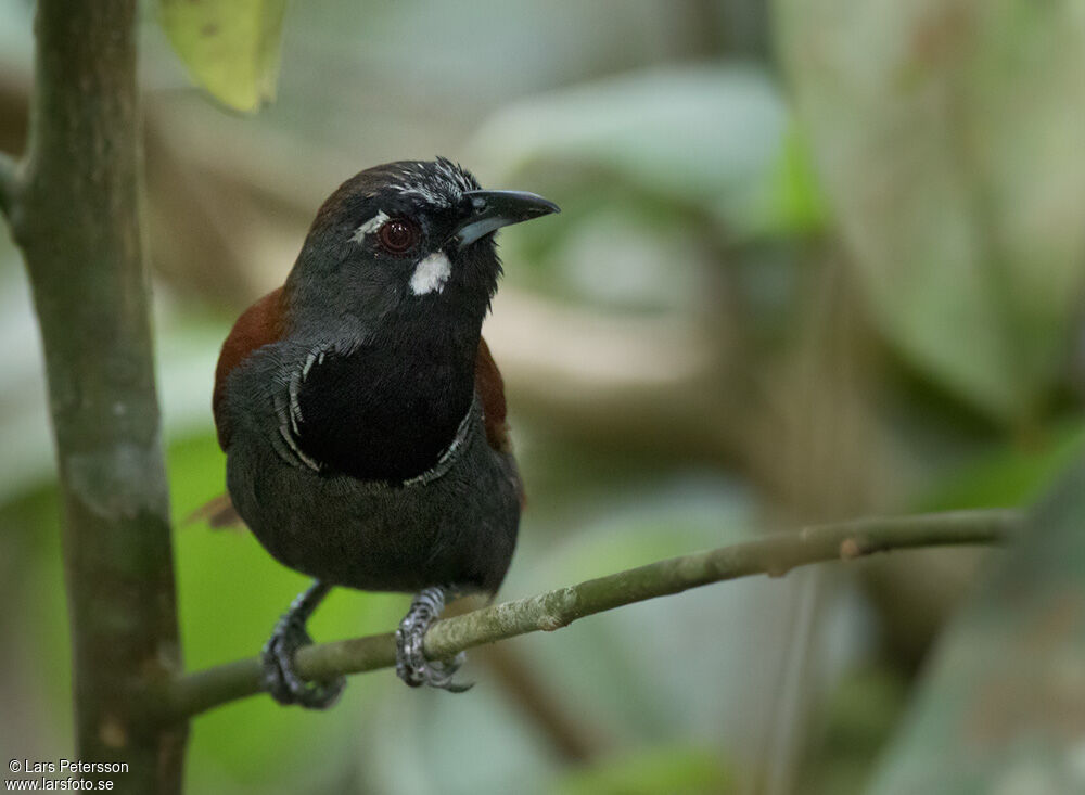 Black-throated Babbler