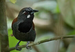 Black-throated Babbler