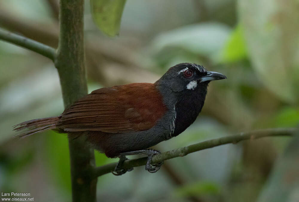 Black-throated Babbleradult, identification