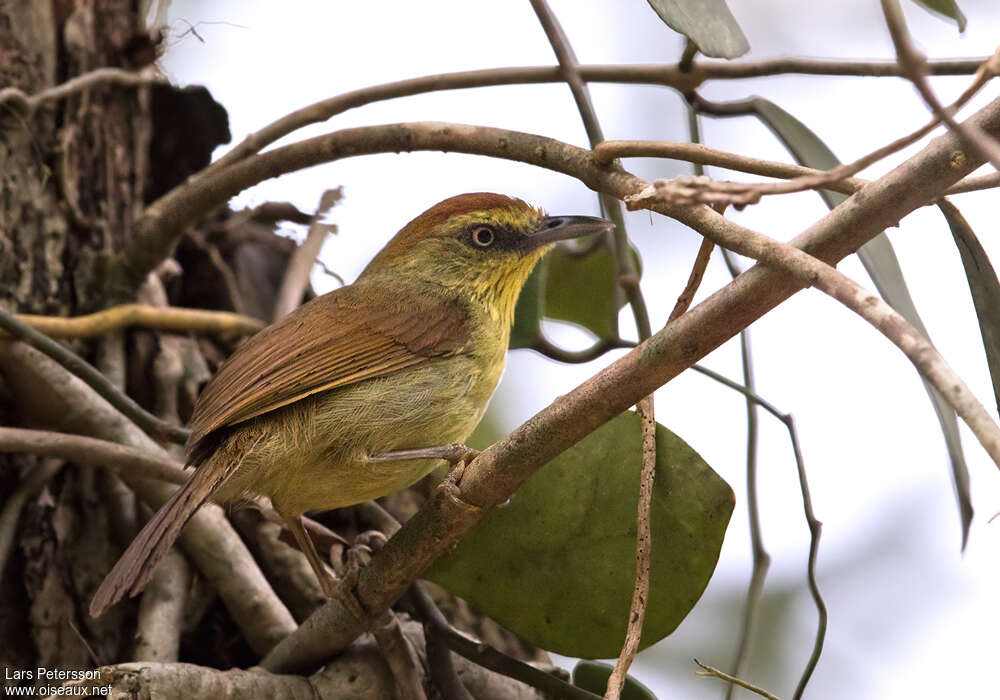 Pin-striped Tit-Babbleradult, identification