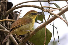 Pin-striped Tit-Babbler