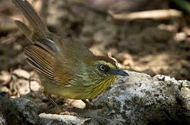 Pin-striped Tit-Babbler