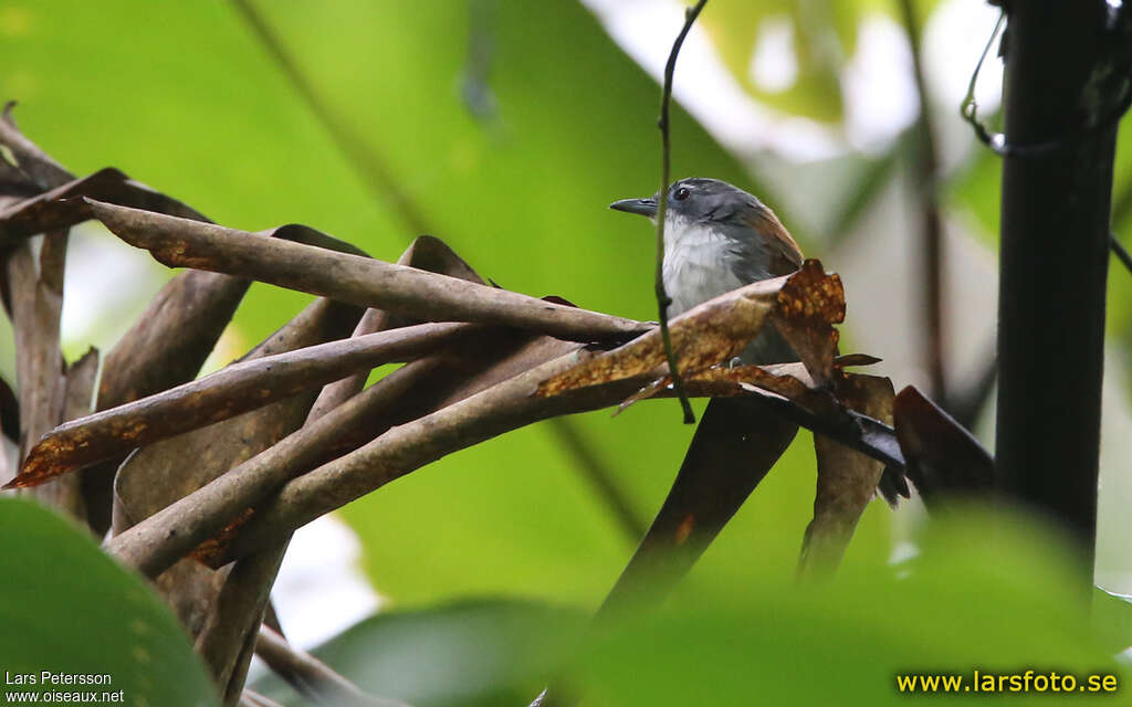 White-breasted Babbleradult, close-up portrait