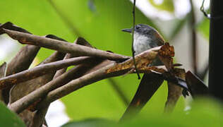 White-breasted Babbler