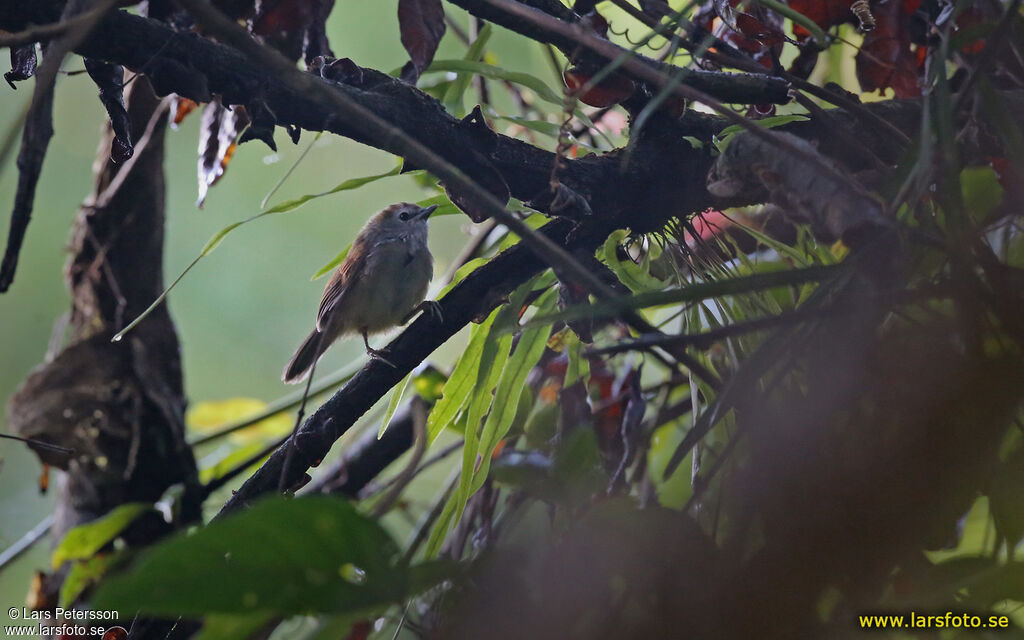 White-breasted Babbler, identification