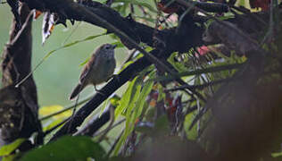 White-breasted Babbler