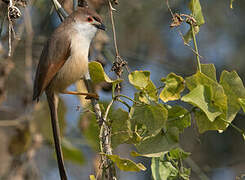 Yellow-eyed Babbler