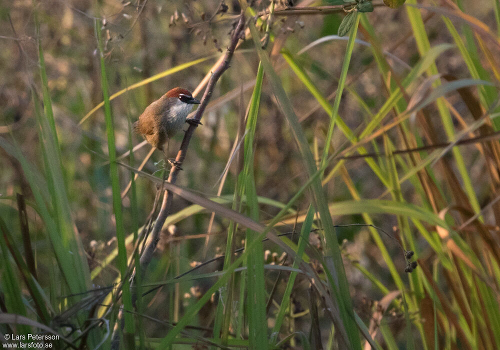 Chestnut-capped Babbler