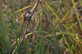 Chestnut-capped Babbler