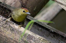 Rufous-capped Babbler