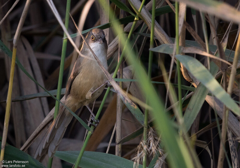 Jerdon's Babbler