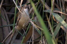 Jerdon's Babbler