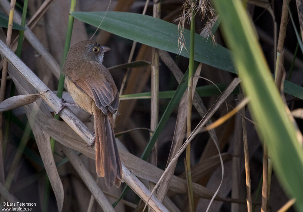 Jerdon's Babbler