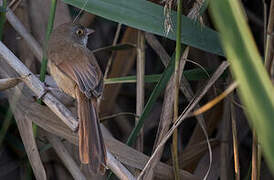 Jerdon's Babbler