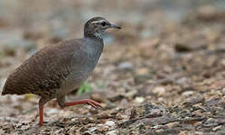 Tinamou à grands sourcils