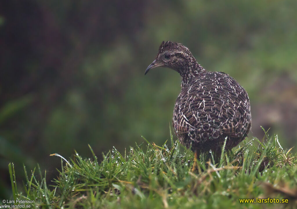 Tinamou curvirostre