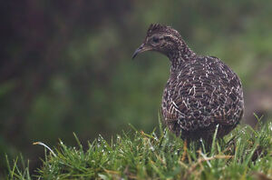 Tinamou curvirostre