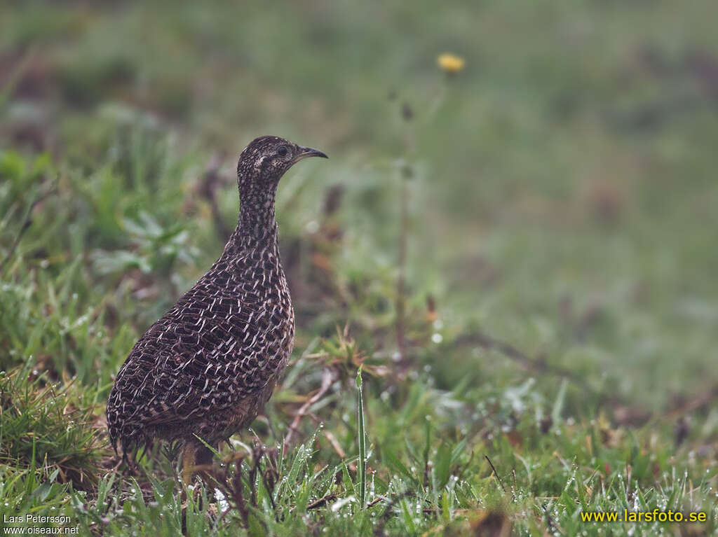 Tinamou curvirostreadulte, identification