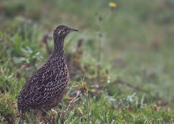 Curve-billed Tinamou