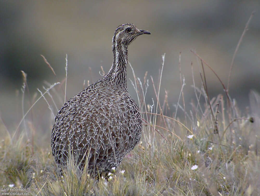 Patagonian Tinamouadult, identification