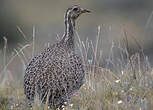 Tinamou de Patagonie